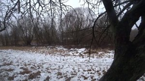 ГОНЯЕМ ЛИСУ ВОКРУГ ДЕРЕВНИ. ОХОТА НА ЛИС