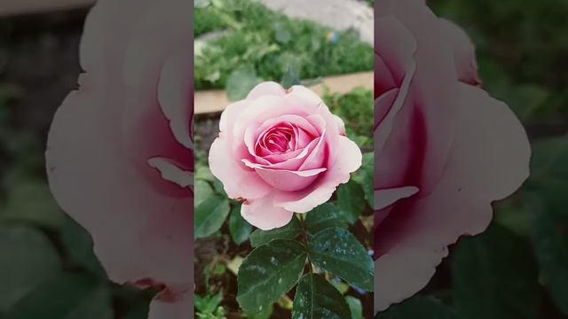 #shorts # роза ароматная Гертруда#shorts смотреть онлайн
