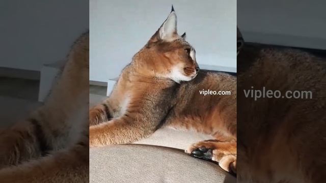 Шикарный кот каракет! Caracat F1.