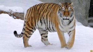 МЕДВЕДЬ ПРОТИВ ТИГРА. КТО СИЛЬНЕЕ ТИГР ИЛИ МЕДВЕДЬ?