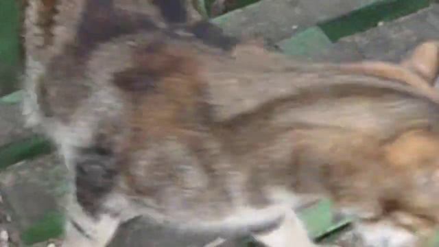 Животные остались без хозяина... смотреть онлайн