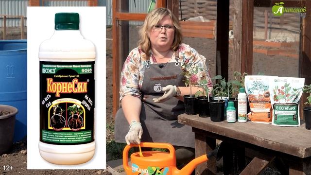 Томаты в открытом грунте. Как правильно сажать томаты на улицу смотреть онлайн