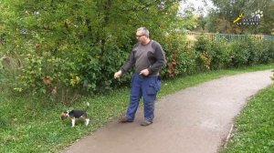 Если щенок упирается и не идёт на поводке, с чего начинается дисциплина на прогулке, бигль