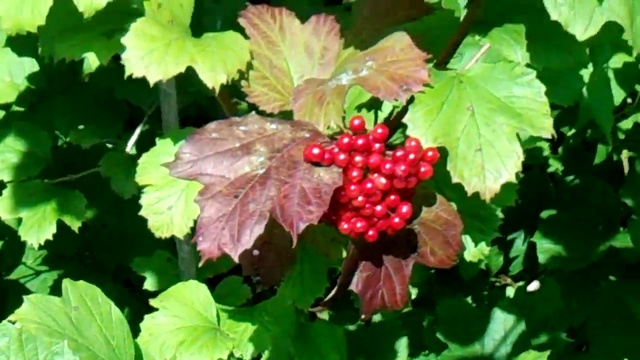 Яблоки и Груши