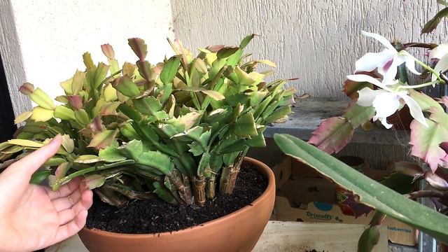 Large Schlumbergera Repotting, Pruning & Rejuvenation смотреть онлайн