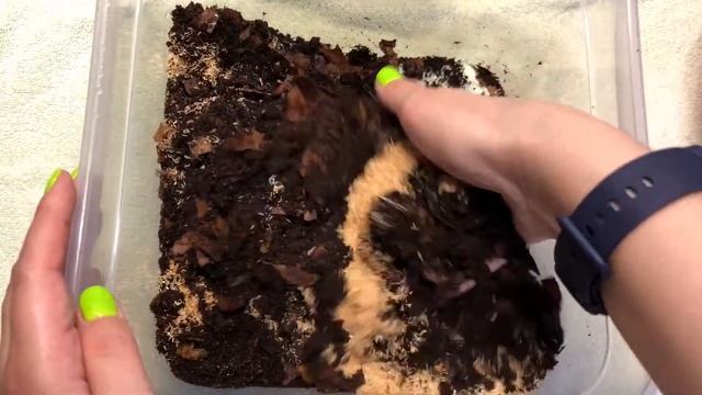 Новые личинки жуков Бронзовок (Chlorocala Africana Oertzeni) и (Chlorocala Africana Smaragdina) смотреть онлайн