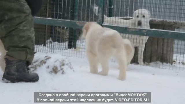 Щенки ГОРЖУСЬ ТОБОЙ НАДИР ШАХ(Ахтар*ГТ Рухмана)*ОРХИДЕЯ КАЛАДЕНИЯ(Руанда Баяз Бури*) г. Екатеринбур смотреть онлайн