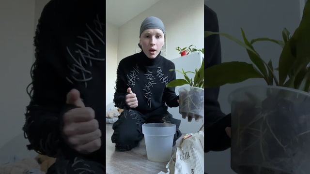 Моя вторая целогина в коллекции! COELOGYNE SPECIOSA⁉️ #орхидеи #orchid #orchidlovers