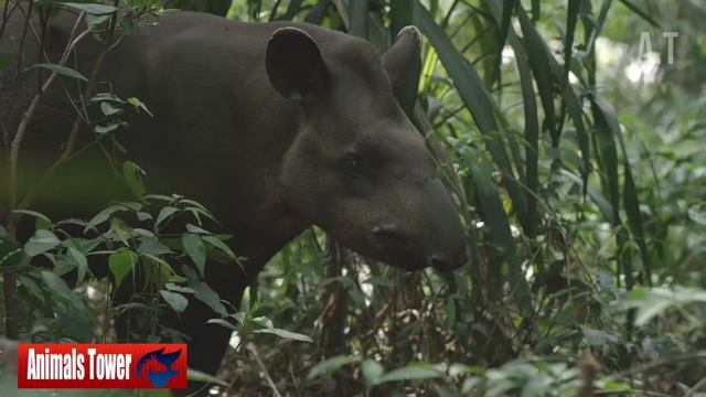 10 Terrific Facts About Tapirs/Animals Tower смотреть онлайн