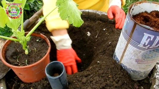 Секрет большого урожая кабачков - посадка в бочке. смотреть онлайн