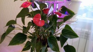 Почему не цветет Антуриум Что делать?/ Правильный уход за Антуриумом