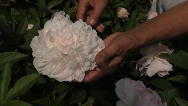 Пион Florence Ellis