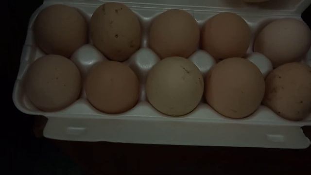 Инкубация куриного яйца кросса ломан Браун! смотреть онлайн