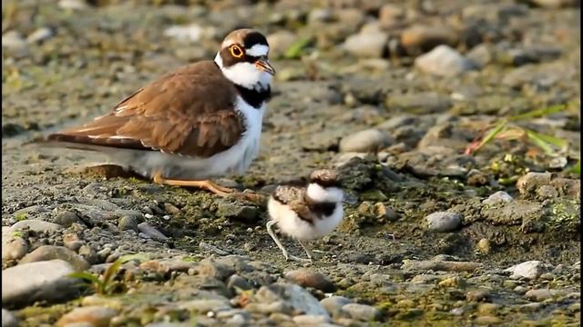 Малый зуек - Charadrius dubius смотреть онлайн