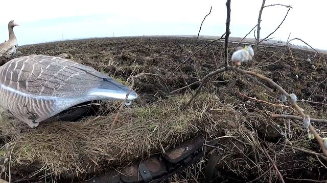 Охота на гусей с чучелами SoftPlast 3D.И вот что из этого вышло! смотреть онлайн
