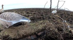 Охота на гусей с чучелами SoftPlast 3D.И вот что из этого вышло!