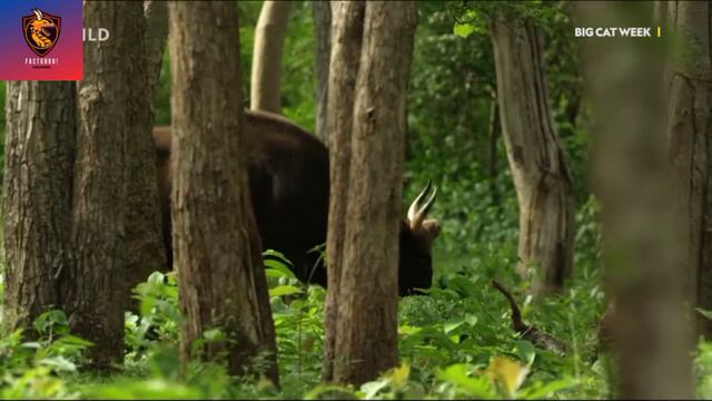 PUMA VS BLACK PANTHER смотреть онлайн
