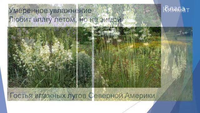 Камассия махровая Semiplena смотреть онлайн