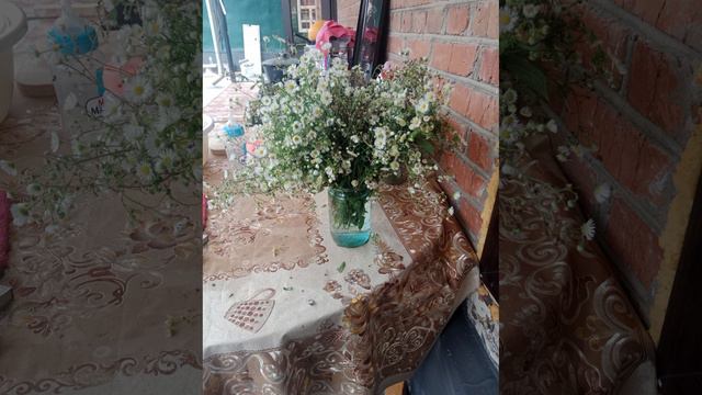 Вот какие я ромашки нарвала ну как вам красивые они смотреть онлайн