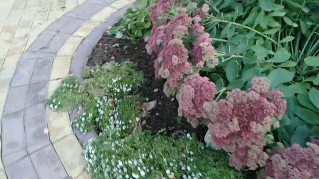 Алиссум однолетний продолжает цвести до самых холодов Вот такой стойкий однолетник смотреть онлайн
