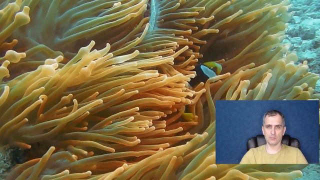 Авдеевский котёл. 05.02.24 г. смотреть онлайн