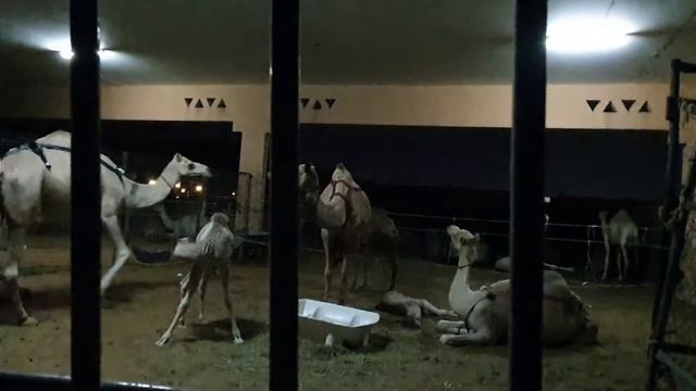 ОАЭ, Эль-Айн / UAE, Al Ain / العين . Рынок верблюдов / Camel market / سوق الهجن смотреть онлайн
