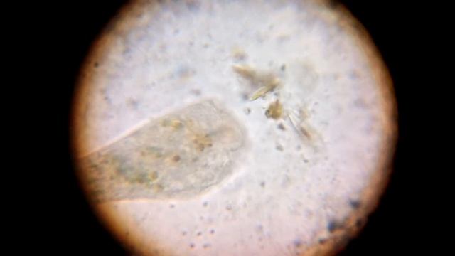 Мир под микроскопом (апрель) смотреть онлайн