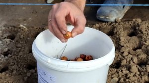 ЛУЧШИЙ МЕТОД ПОСАДКИ ЛУКА! Как быстро высадить много лука без особых усилий!