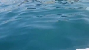 рыбалка остров русский, лодка гладиатор 330
