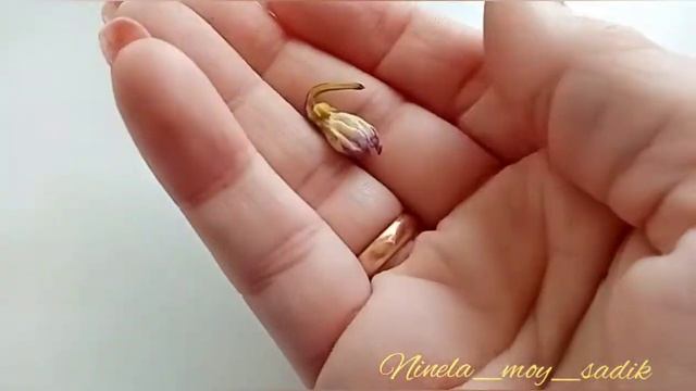 ?Как я опыляю декоративные перцы в квартире? смотреть онлайн