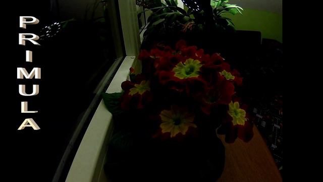 PRIMULA TOP - video time lapse - časozberné video смотреть онлайн