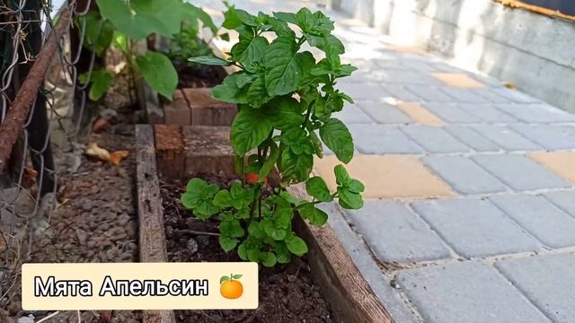 14 СОРТОВ МЯТЫ ? смотреть онлайн