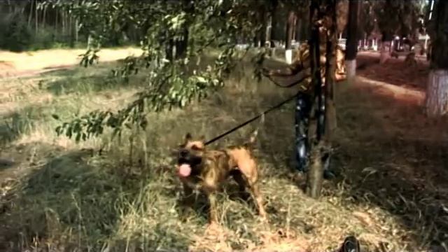 Защитно-караульная служба (ЗКС)_Стаффорд Дик смотреть онлайн