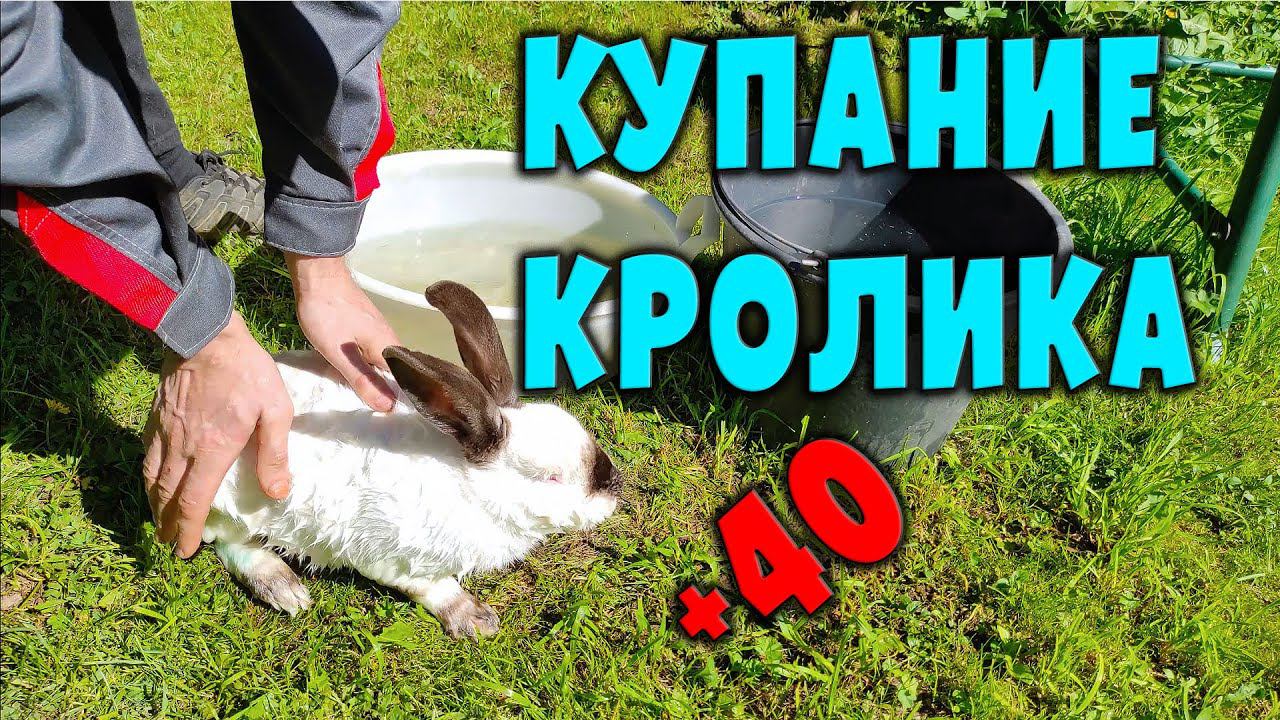 Купание кроликов / Кролики в жару смотреть онлайн