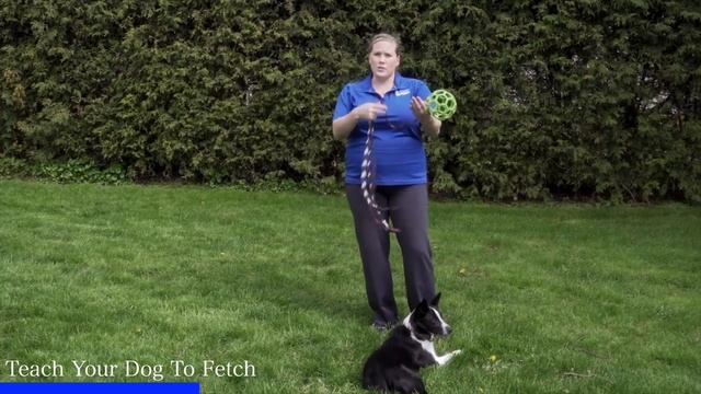 4 Quick Ways To Exercise Your Dog Without "Walking" смотреть онлайн