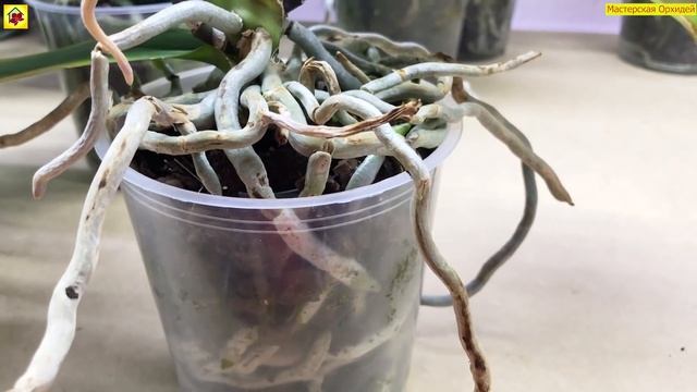 Об этом Вам НИКТО НИКОГДА НЕ РАССКАЖЕТ! Орхидея ЗАЦВЕТЕТ БЕЗ всяких СТИМУЛЯЦМЙ! 3 ГЛАВНЫХ УСЛОВИЯ смотреть онлайн