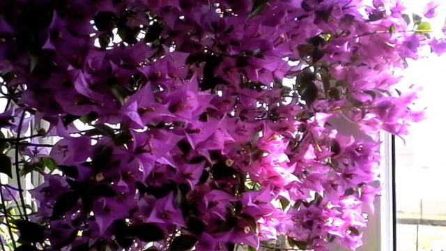 Бугенвилия смотреть онлайн