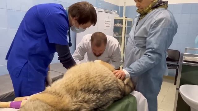 18+ Херсонской ВОЛЧИЦЕ с огромным животом пытаются помочь врачи из крымской ветклиники "ЗооДоктор"! смотреть онлайн