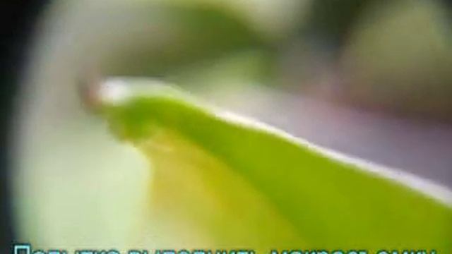 "Плачущие цветы" - СЦИНДАПСУС смотреть онлайн