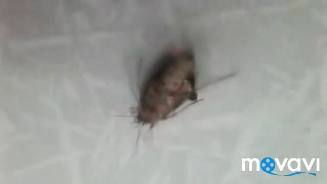 Танец жука смотреть онлайн