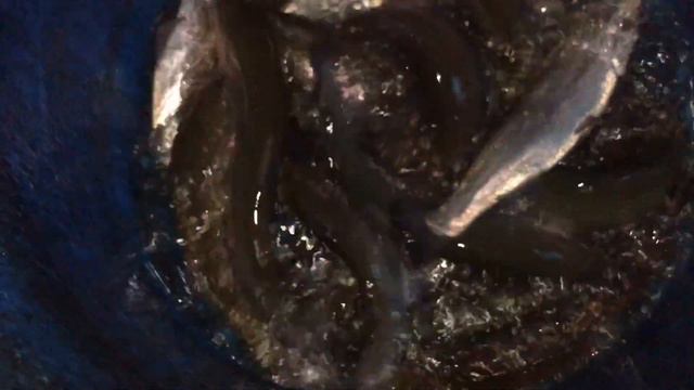 Форель в Литвиново смотреть онлайн