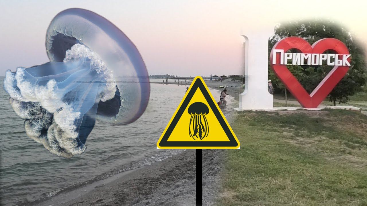 Медузы заполонили побережье Азовского моря - ОБЗОР ПЛЯЖА Г. ПРИМОРСК смотреть онлайн