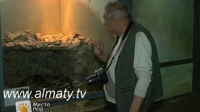 Сетчатый питон смотреть онлайн