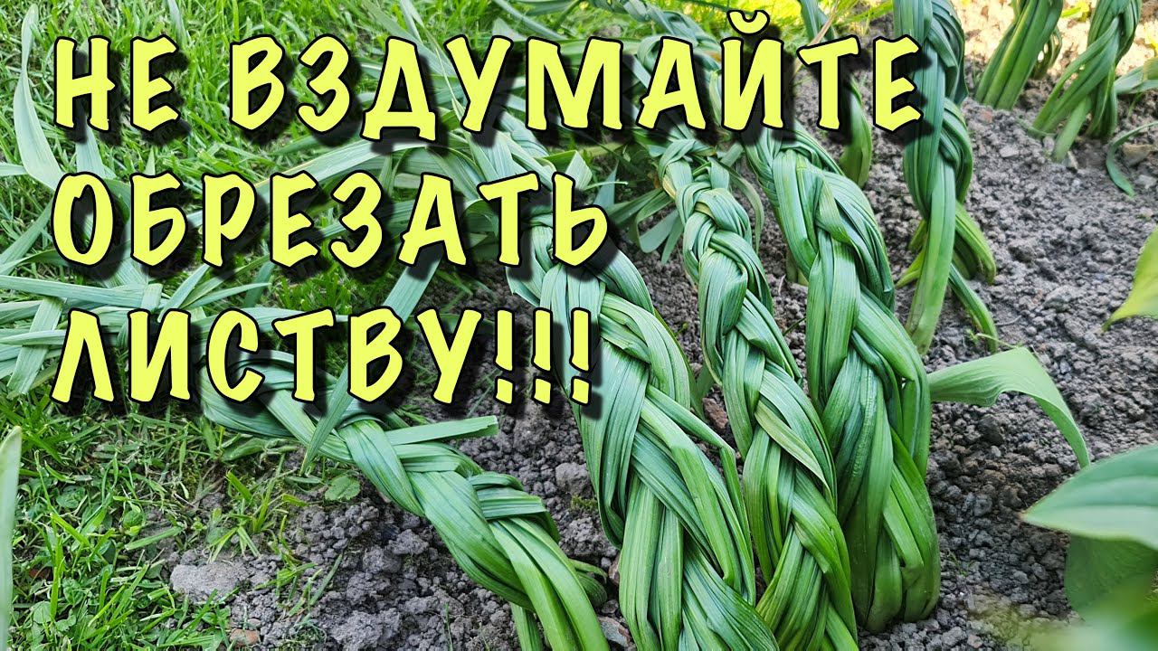 НЕ ВЗДУМАЙТЕ ОБРЕЗАТЬ ЛИСТВУ! НАРЦИССЫ отцвели, ЗАПЛЕТАЕМ КОСЫ! смотреть онлайн