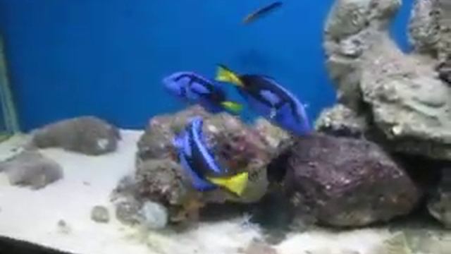 352 Вьетнам Нячанг ГОЛУБОЙ ХИРУРГ- МУЗЕЙ ИНСТИТУТ ОКЕАНОГРАФИИ Nha Trang Oceanography blue sugeron смотреть онлайн