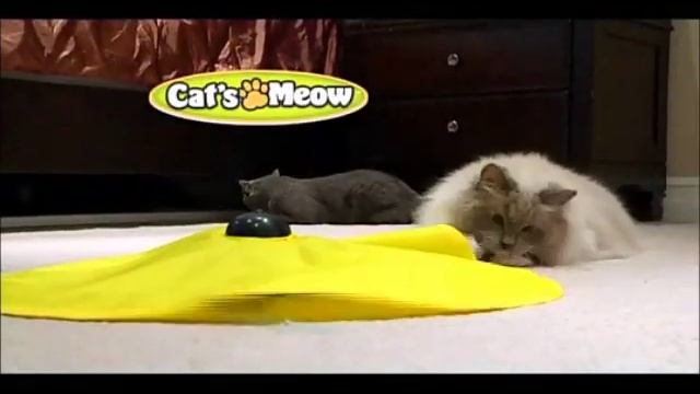 Cat's Meow-One of the best cat toys! смотреть онлайн
