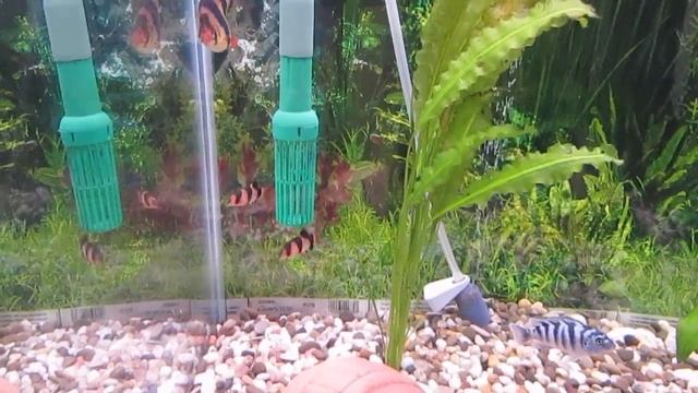 Вся правда о содержании боции клоун. смотреть онлайн