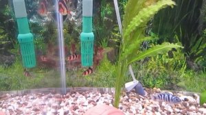 Вся правда о содержании боции клоун.