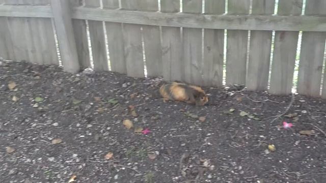 A Mr. Pig Adventure смотреть онлайн