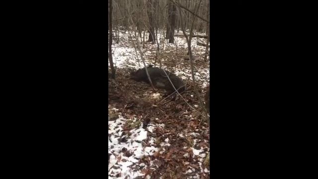 В сезон охоты завалили кабана